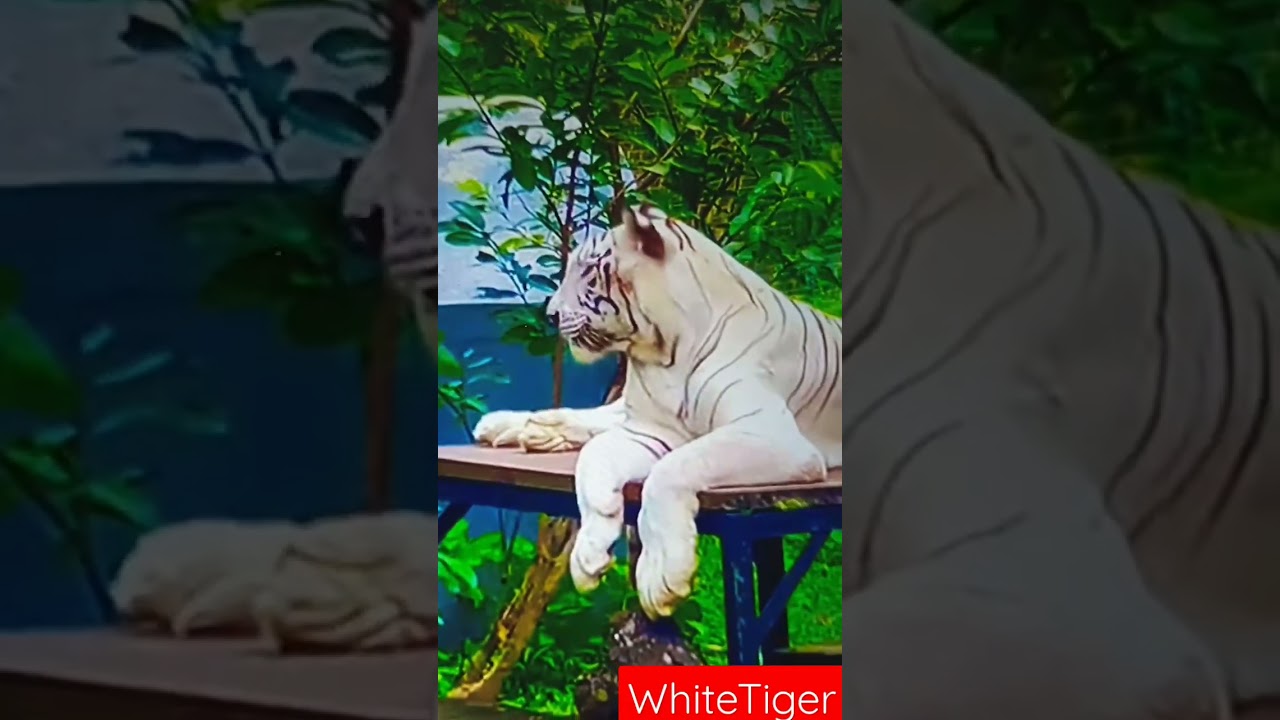 White Tiger Attack 