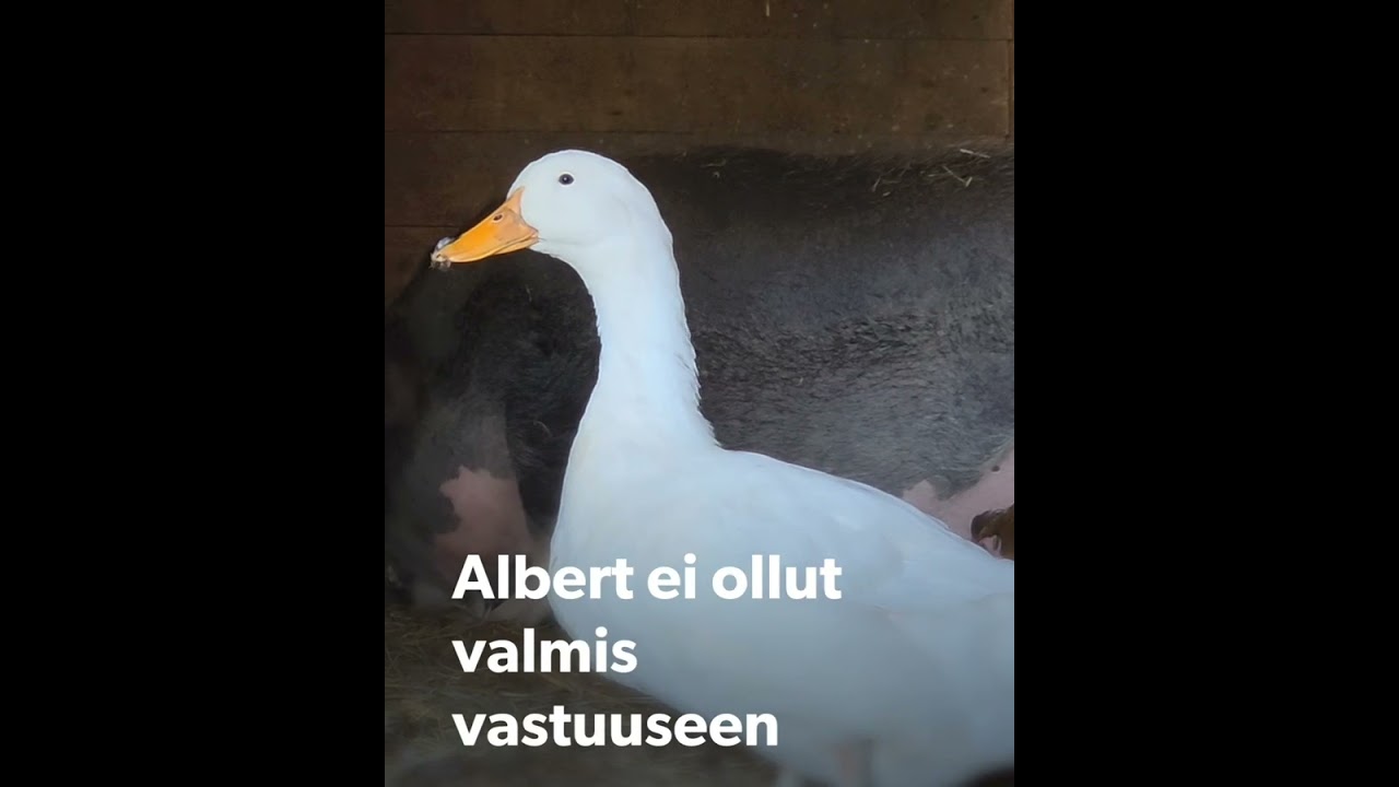 luukku15