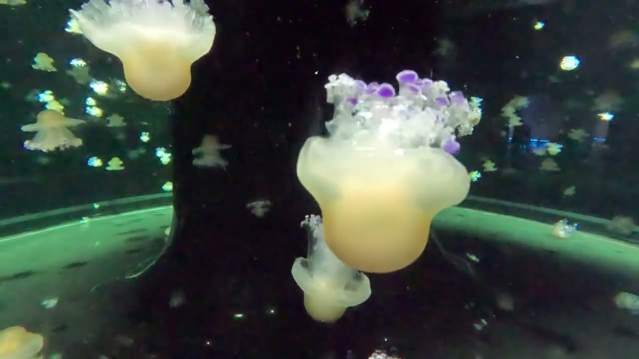 Singapore Oceanarium 1