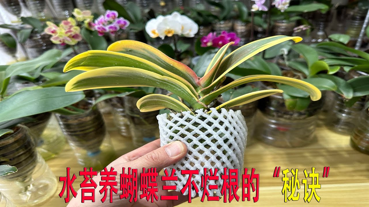 水苔养蝴蝶兰不烂根的“秘诀”，通风和浇水你做对了吗？（阿涛养花236期）