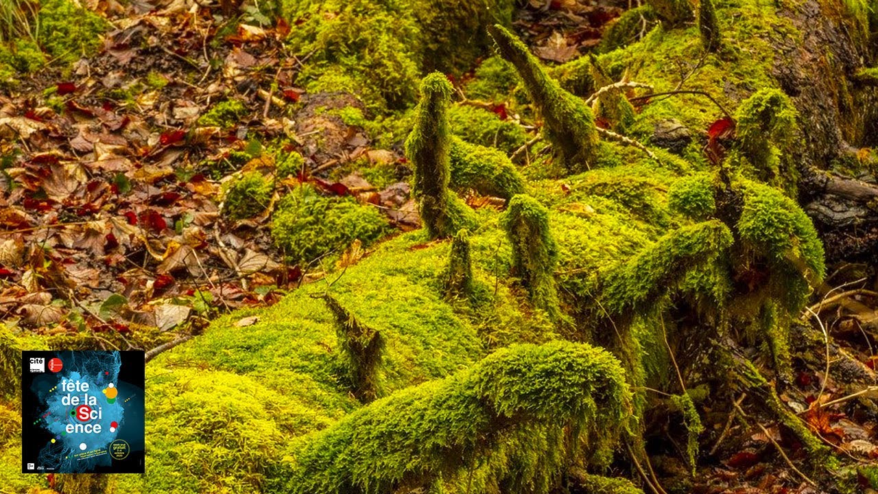 Biomimétisme et transition écologique.