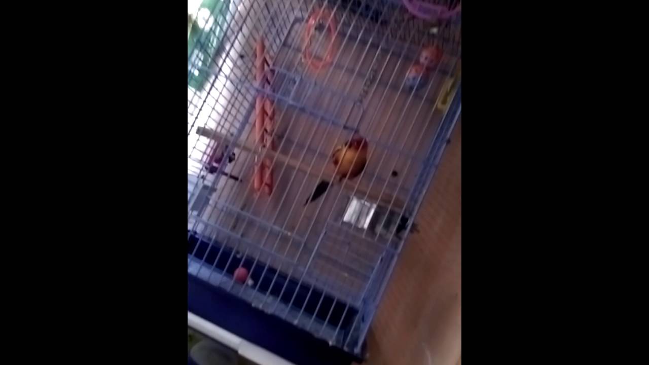 Sun conure and yellow side conure sounds