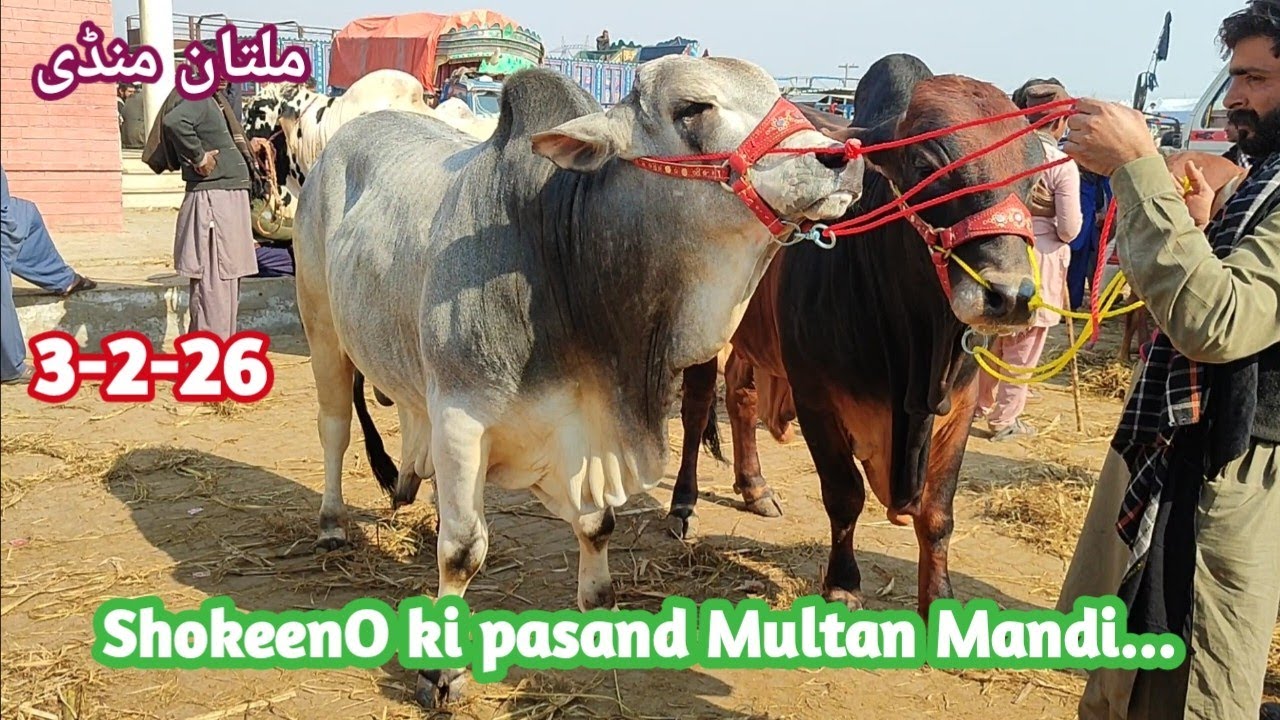 Multan janwar mandi fresh update #farooqliaqat# #cattlemarket#animals #cow #latest #bull #farm 
