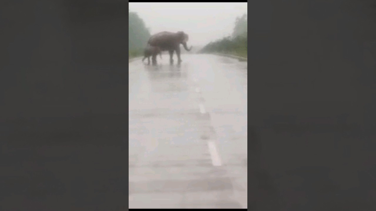 Elephant Road Crossing video || #shortvideo