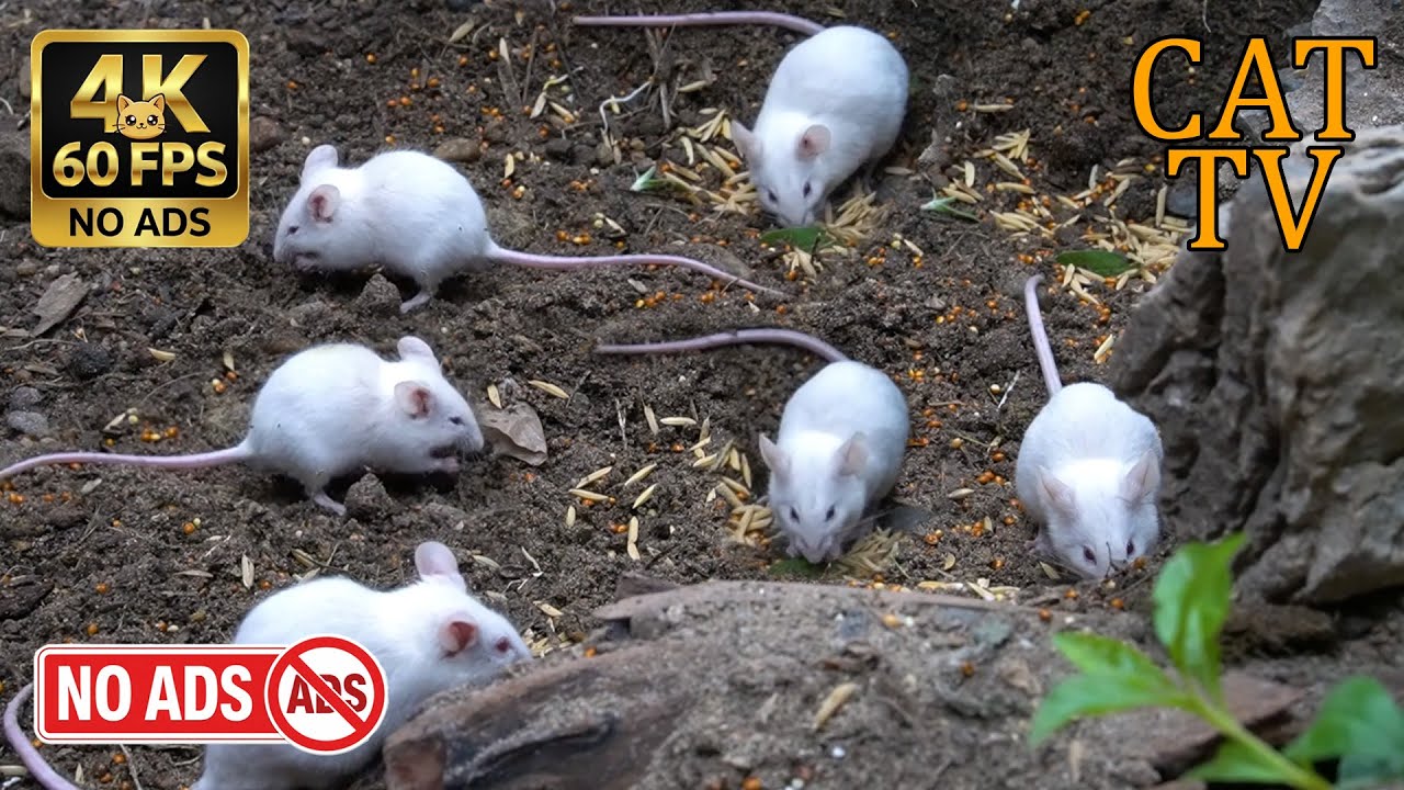 [NO ADS, NO AI] CAT TV Cinema 🐭 Ultimate White Mice Colony: Forest & Garden Frenzy - 4K 60FPS
