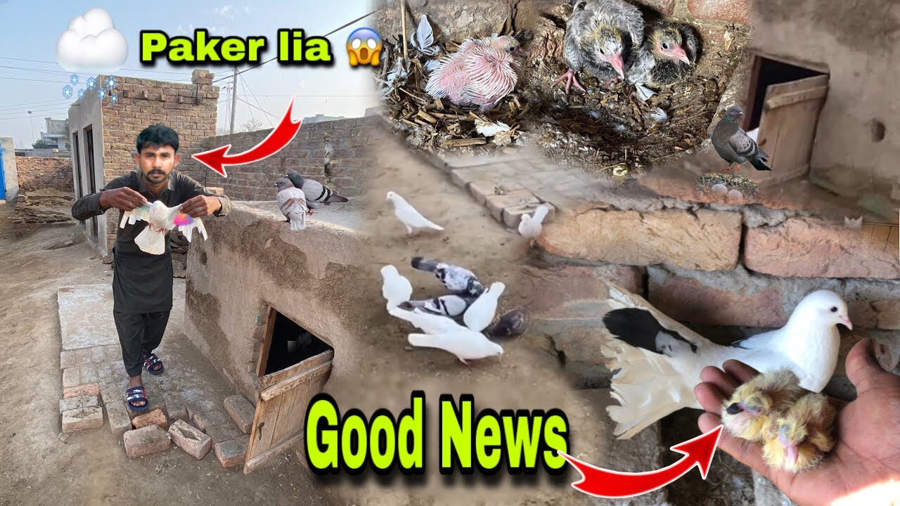 Kisi ka Pigeon Paker Lya|| Humaray Pigeons Nay Baby Nika Liye🥰