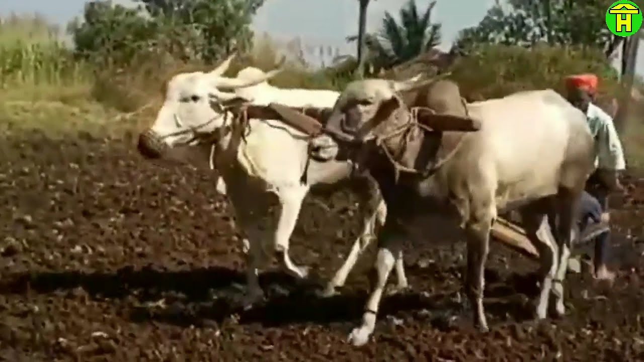 || बळीराजा नांगर आणी शर्यतीची सुंदर खिल्लारी बैल जोडी || Khillari Bulls Ploughing In India ||