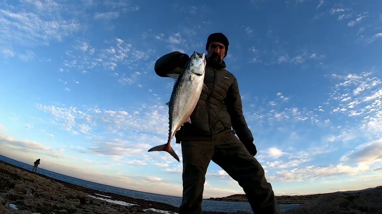 טוניות שמנמנות וטונה כחולה קופצת מהמים. bluefin tuna jumps near Shore