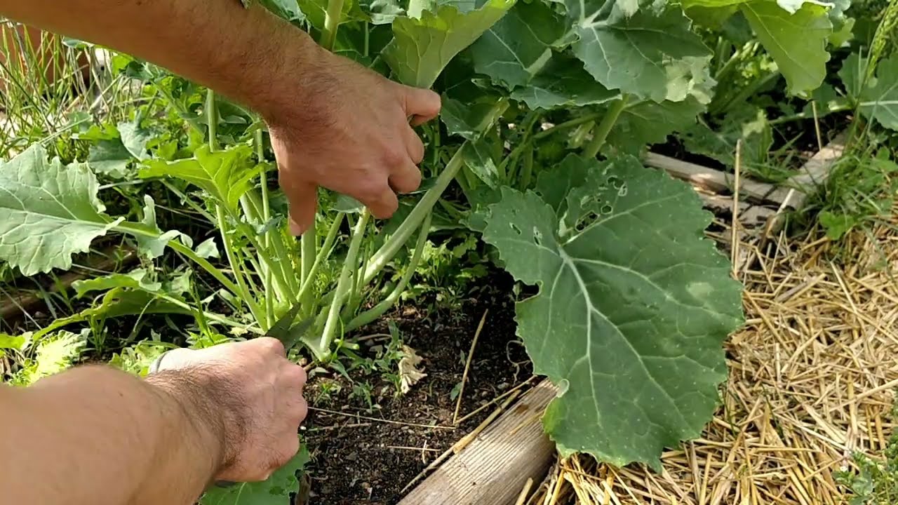 How to Freeze Kale