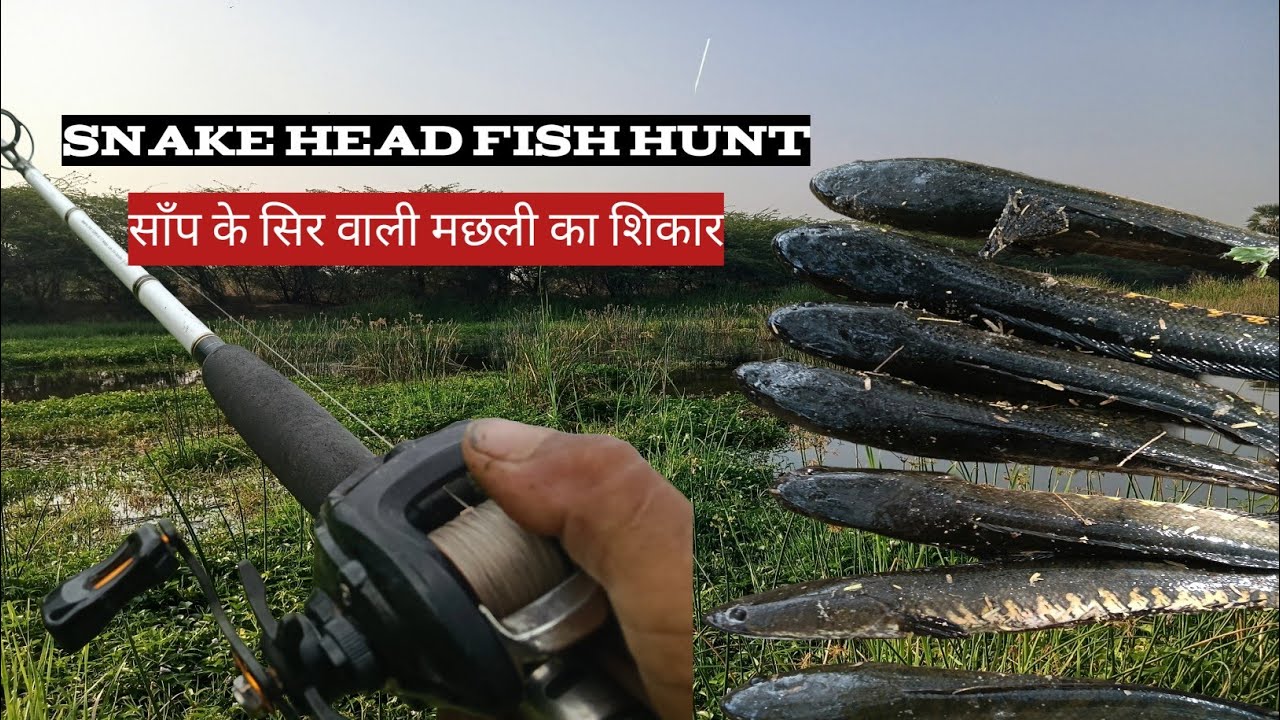  snake head catches fish. Snake head pakdane ka Sahi tarika