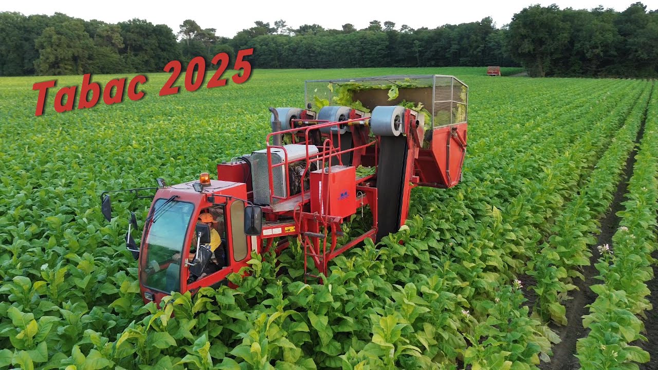 Récolte du Tabac !! 🌱