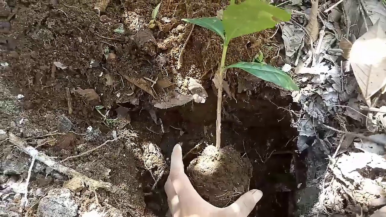 Siembra de injertos de café en campo🍒☕🌱