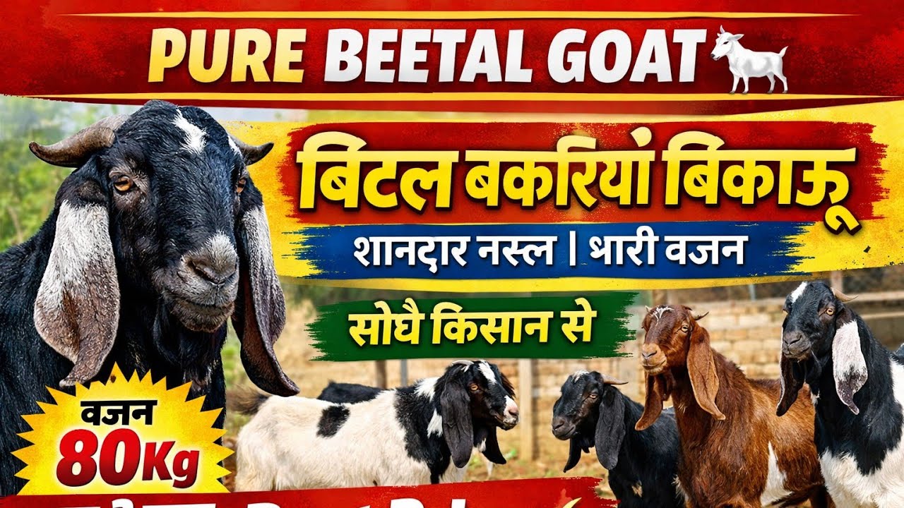 Pure Beetal Goats for Sale 🐐 | बिटल नस्ल की बकरियां बिकाऊ | Best Price | Rajasthan