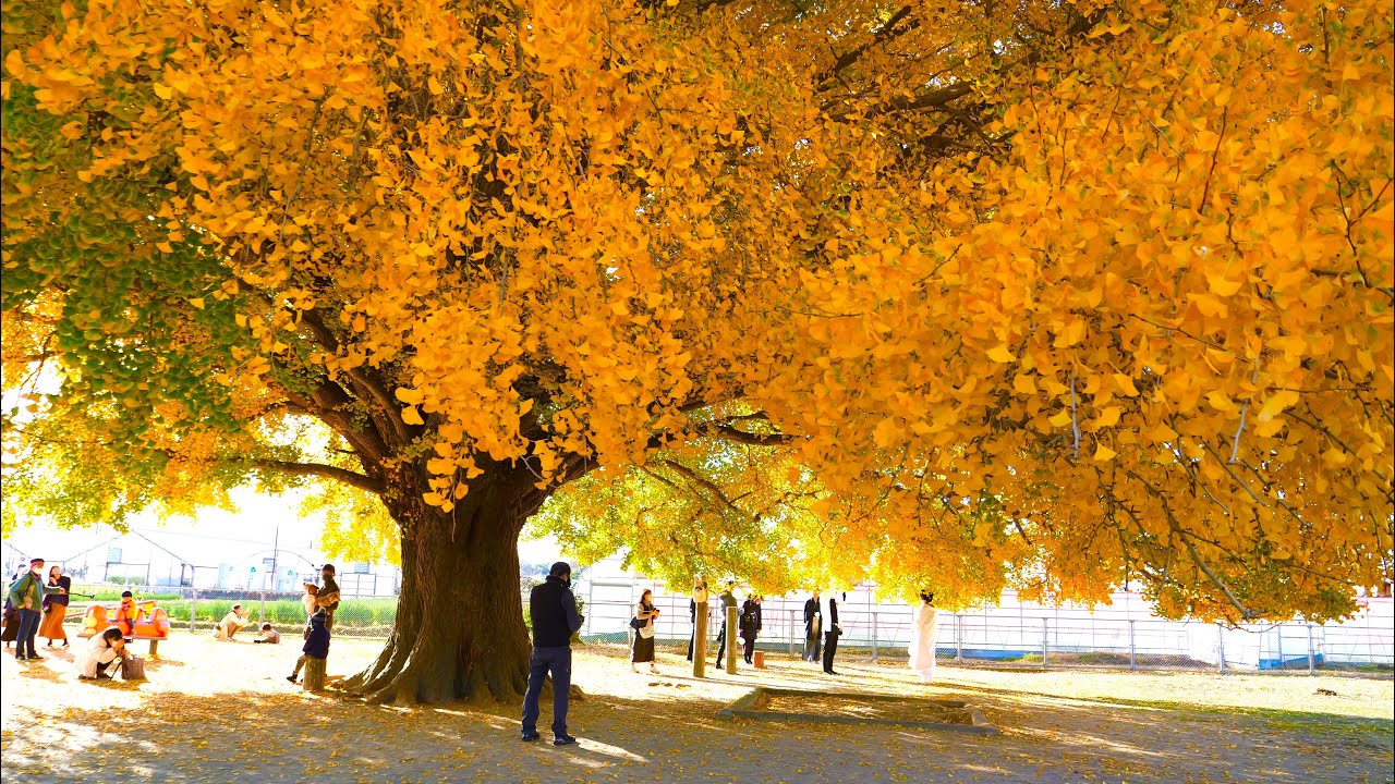 4K HDR - Ginkgo biloba tree autumn gold || Toyokawa - Aichi