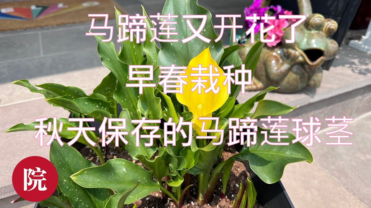 【彬彬有院】花 •1093 盆栽马蹄莲又来了！去年秋天挖出来保存的马蹄莲球茎，今年早春种下去，现在又开花了！来看看栽种的过程以及现状