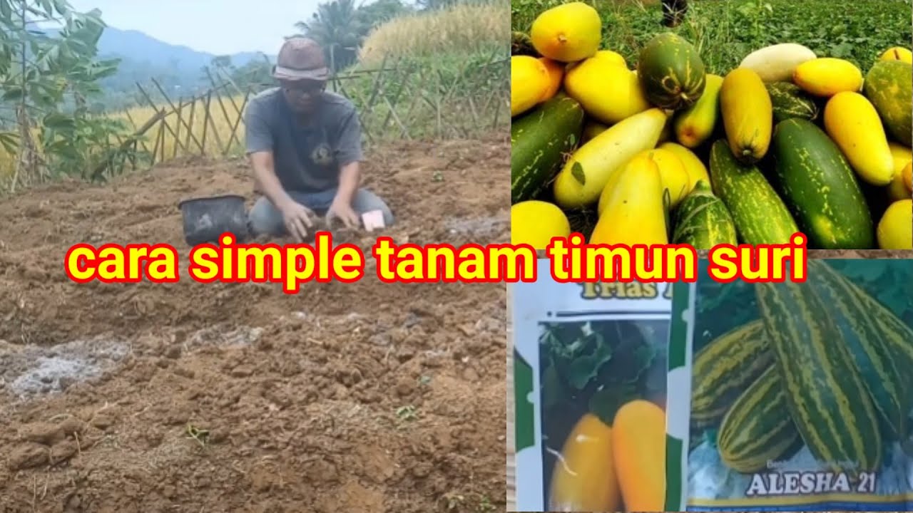 Cara tanam timun suri tanpa pupuk dasar