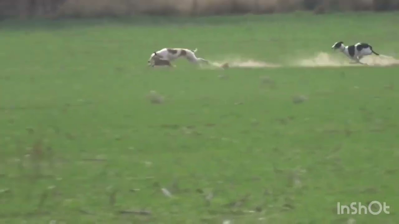 Galgos vs liebres 2025