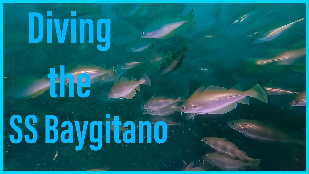 Exploring the SS Bagitano: Jaw-Dropping Shoals of Bib & Unforgettable Encounter with Giant Conger