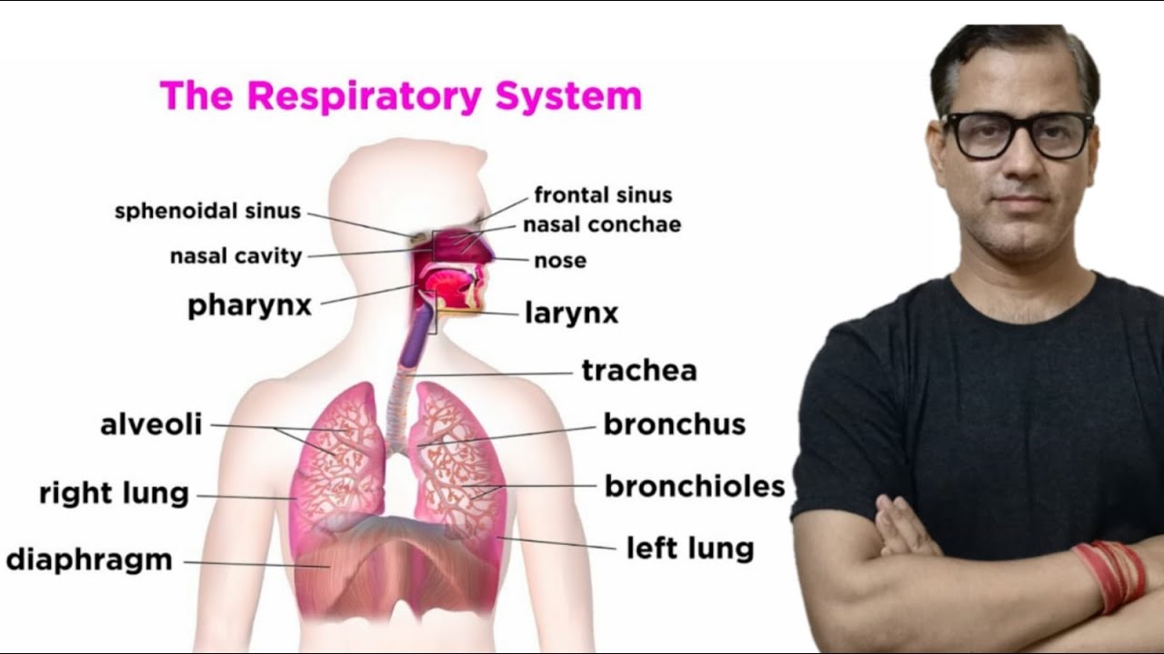 The Respiratory System One Shot | ICSE Class 9 Biology | @sirtarunrupani