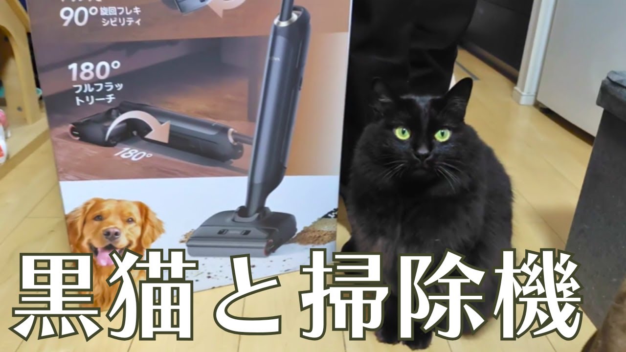 【MOVA（ムーバ）M10】掃除機と初対面の黒猫！ペット（猫）の抜け毛もよく吸うのでおすすめ！「Cat and vacuum cleaner」