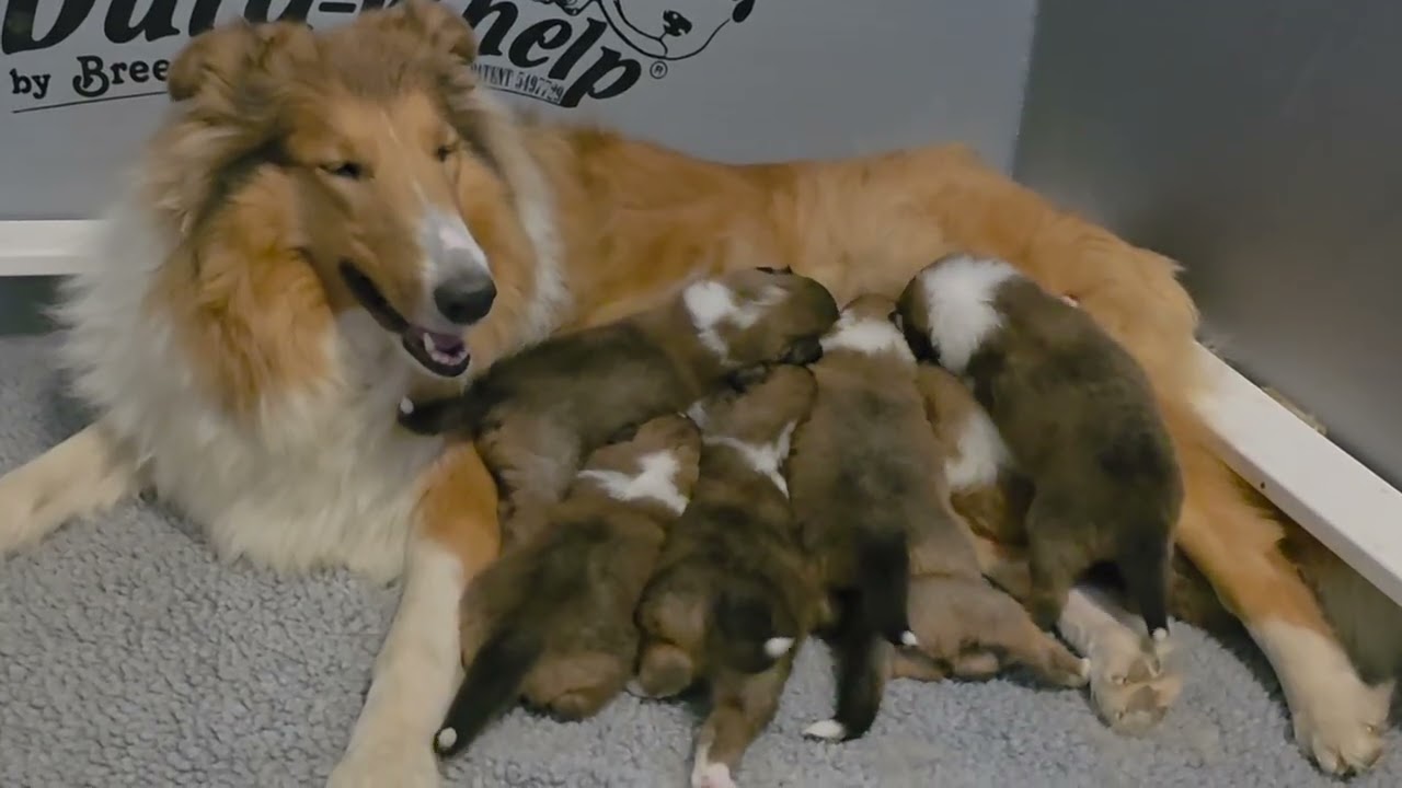 6 22 25 Nikki with her babies