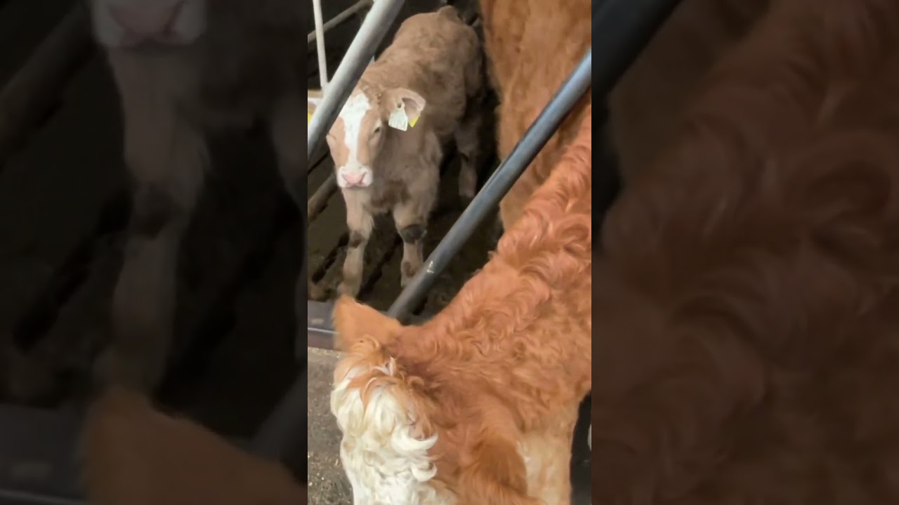Beautiful Irish 🇮🇪cows ☘️