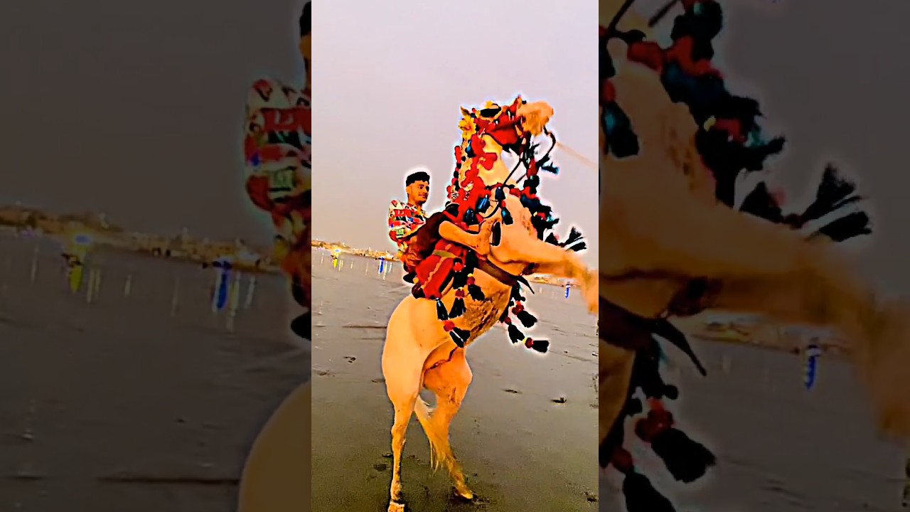 #shahnawaz #karachi #4t6 #king #viralvideo #viralshorts