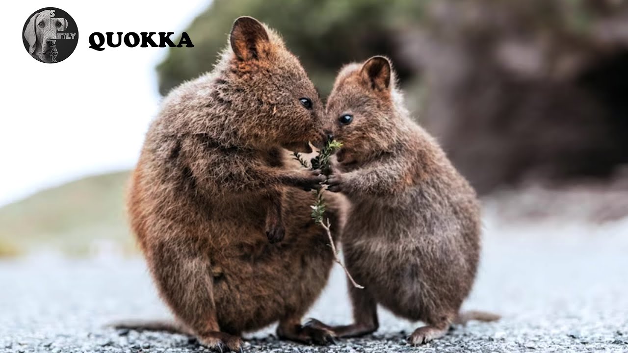 Quokkas: The Happiest Animals on the Internet