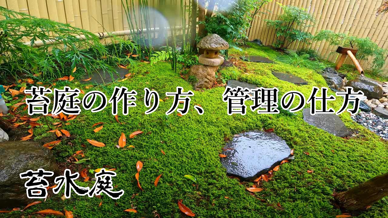【自宅の庭に苔庭を作る】苔庭の作り方から普段の管理方法、おススメの苔の種類まで。【苔庭の全て】