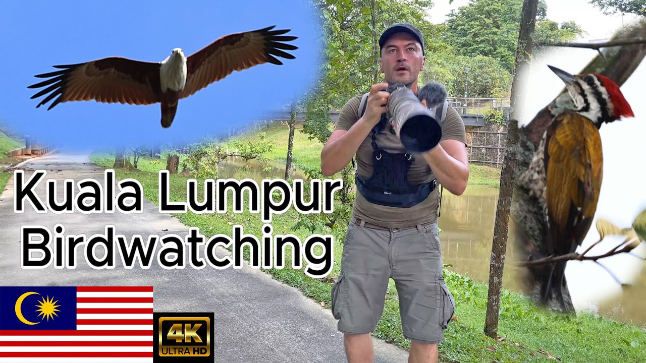 Kuala Lumpur Malaysia Birdwatching part 2. KLCC Park, Batu Caves. Canon R7 & RF 200-800mm 4K