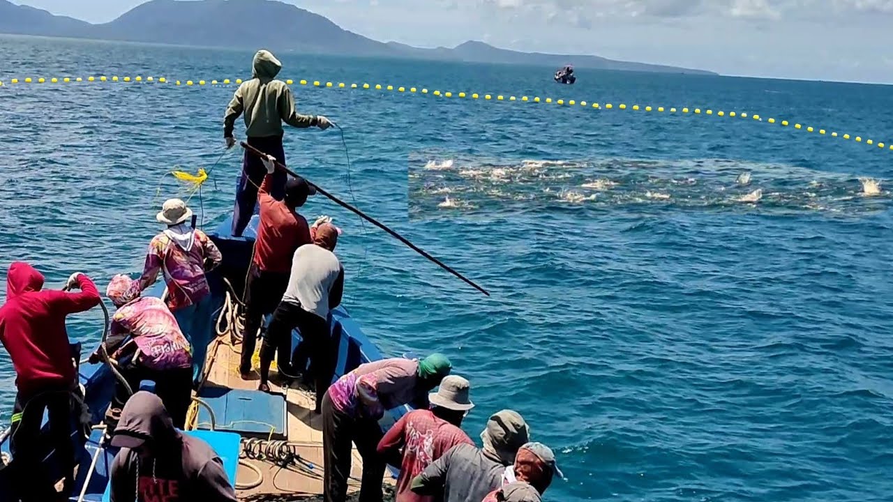 Purse seine, this is how Indonesian fishermen catch tuna