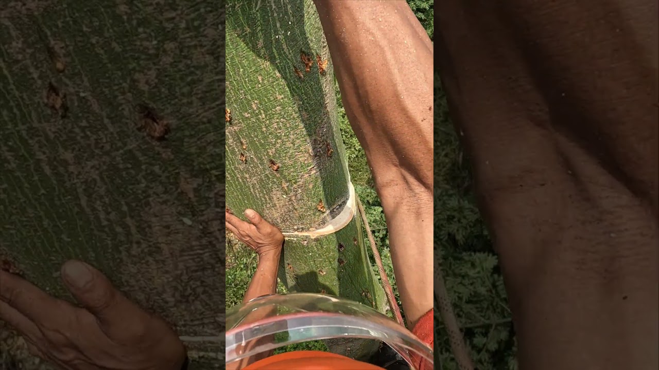 Arborist makes BIG mistake when topping a tree. #arborist #treework #asmr #chainsaw