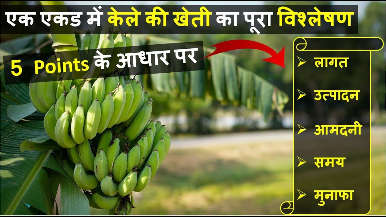 एक एकड़ केले की खेती में लागत, आमदनी और प्रॉफिट की पूरी जानकारी | Banana Farming In India