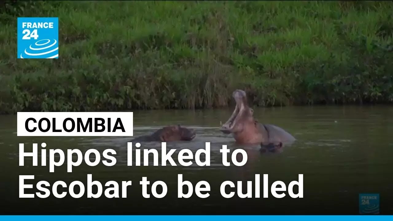 Colombia approves plan to cull roaming hippos linked to Pablo Escobar &bull; FRANCE 24 English