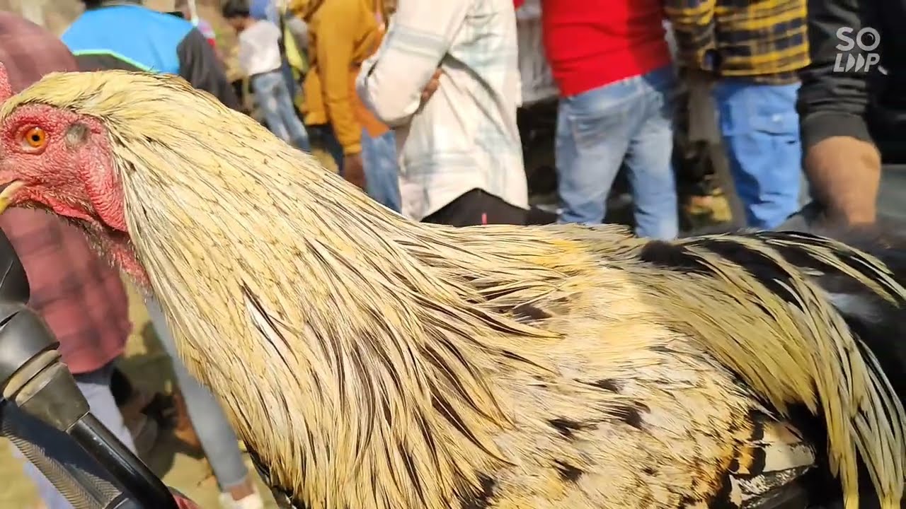 Aseel Murga Mandi kiratpur 12-11-2023
