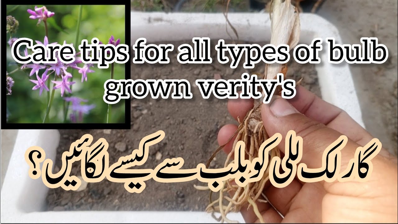 How to grow garlic lilly from bulbs.Bulb say grow hony Waly plants ki care kaisy karain ?