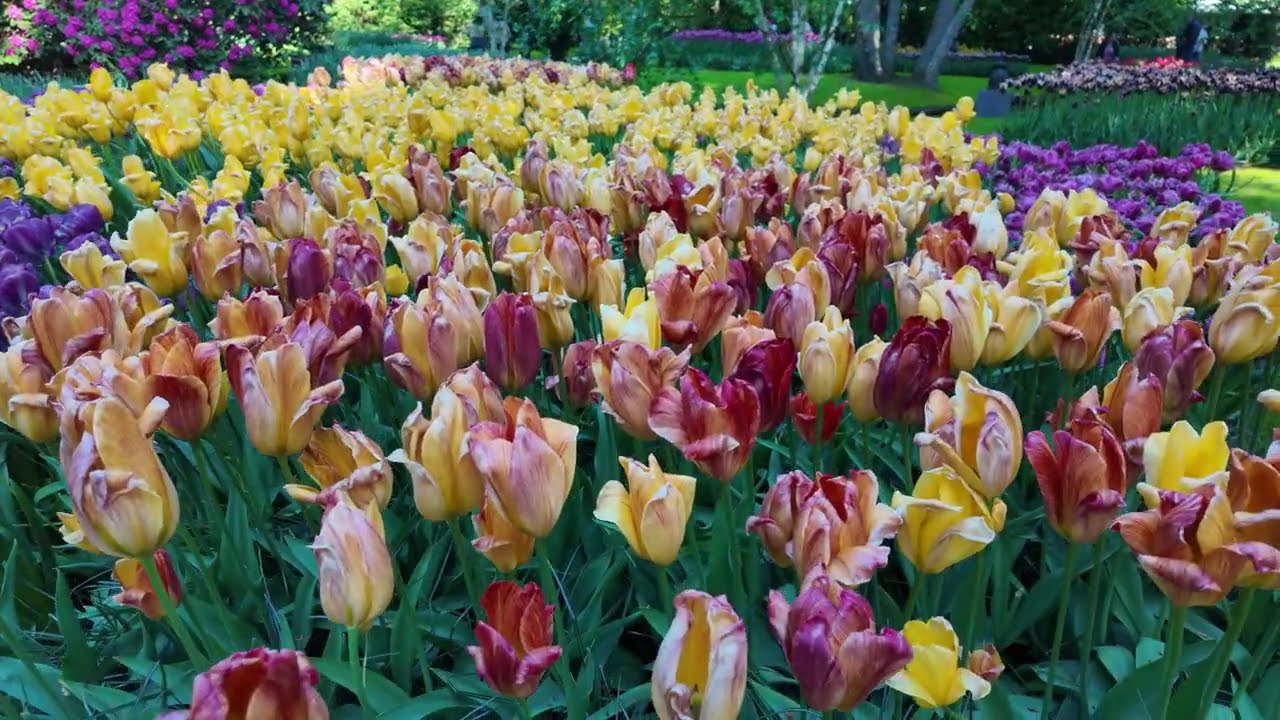 Keukenhof in Full Bloom🌷| The Most Beautiful Garden in the World!