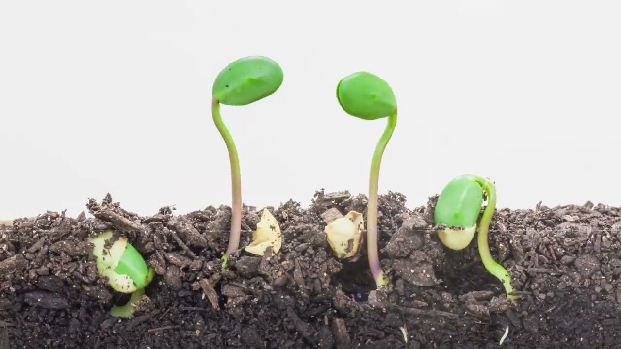 Agrocete 2022