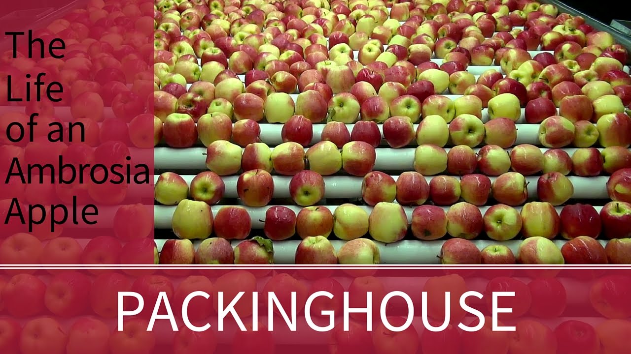 Ambrosia Apples Go to the Packinghouse