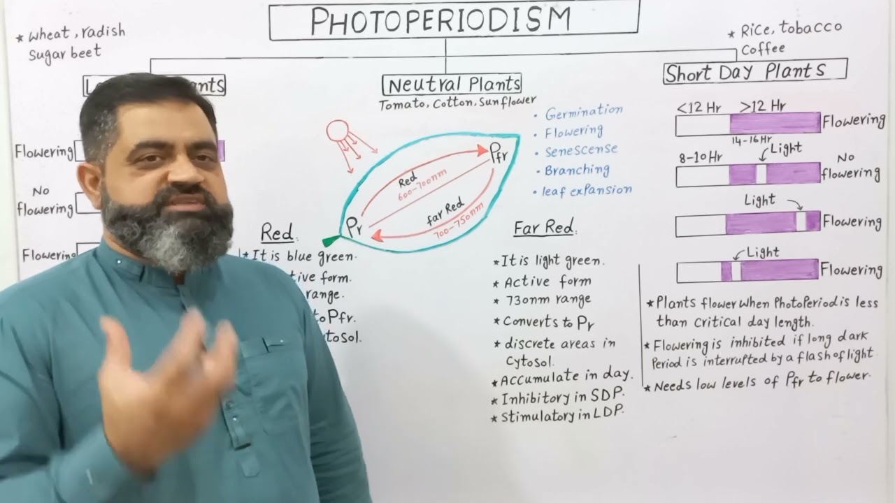 Photoperiodism English medium @prof.masoodfuzail| Long day Plants | Short day Plants| Phytochrome