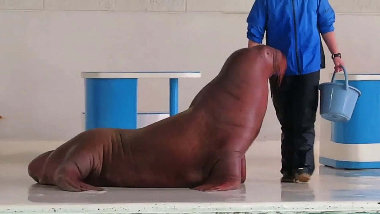 Cutest Walrus Show Ever | Giant Walrus Training Time