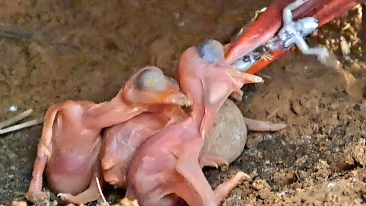 TERLALU BERESIKO MAKAN BESAR MASIH BALITA ANAK KINGFISHER