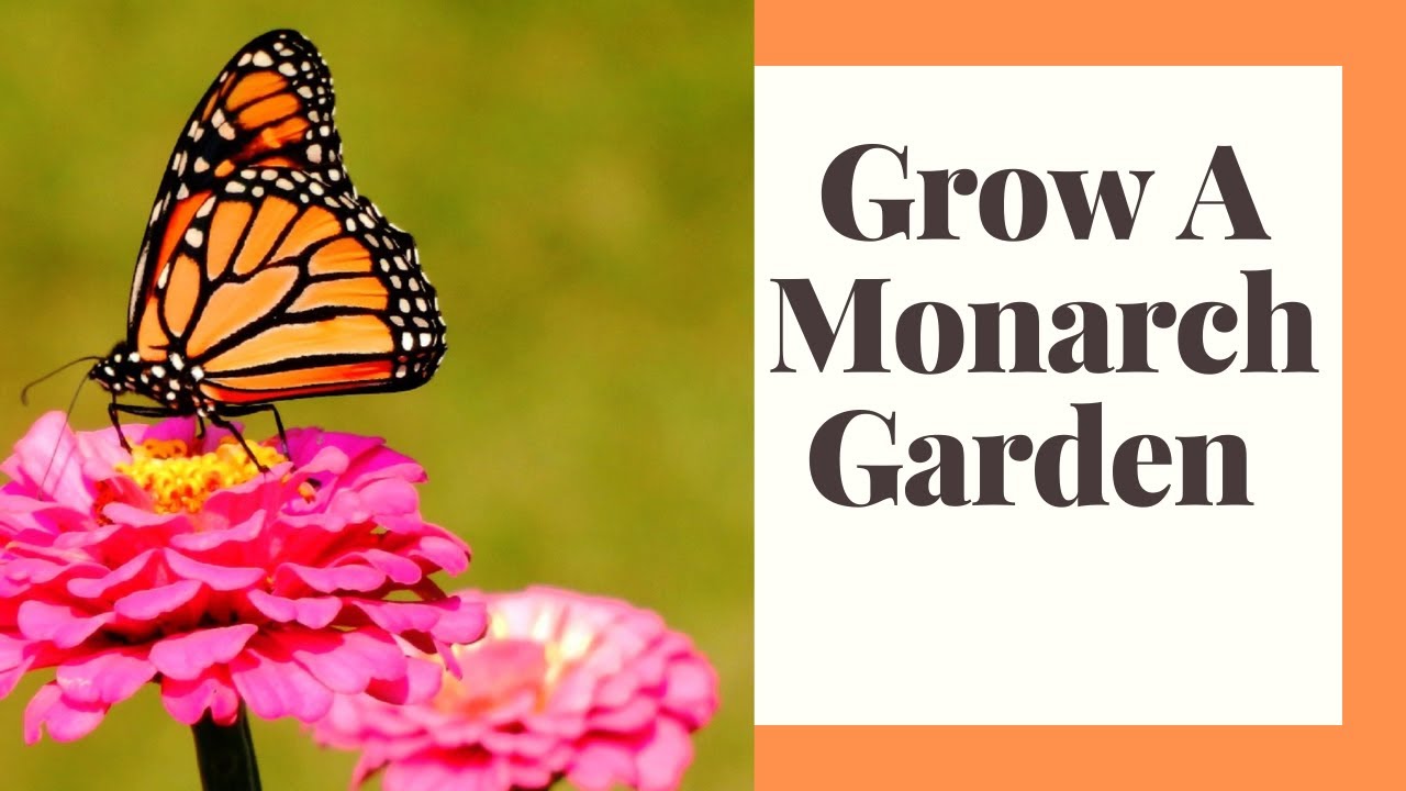 Monarch Butterfly 8X6 Garden Design: Free Download