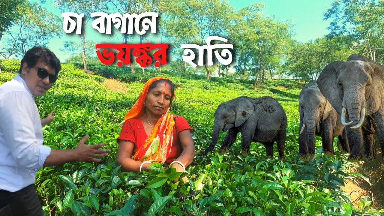 বাংলাদেশের প্রথম চা বাগান কোদালা ।  Exploring Bangladesh's First Tea Garden - Kodala Tea Estate!