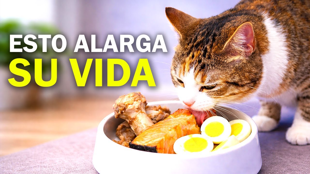 Los 7 alimentos que TU GATO necesita para VIVIR MÁS y MEJOR