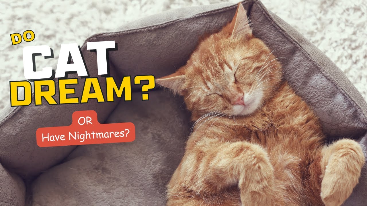 Inside the Dream World of Cats: Do CATS Dream or Have Nightmares?