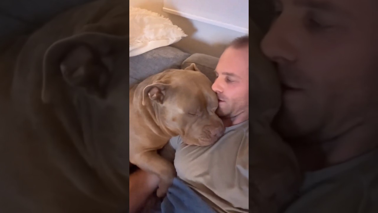 This Dog is a Big Gentle American Bully 🥺