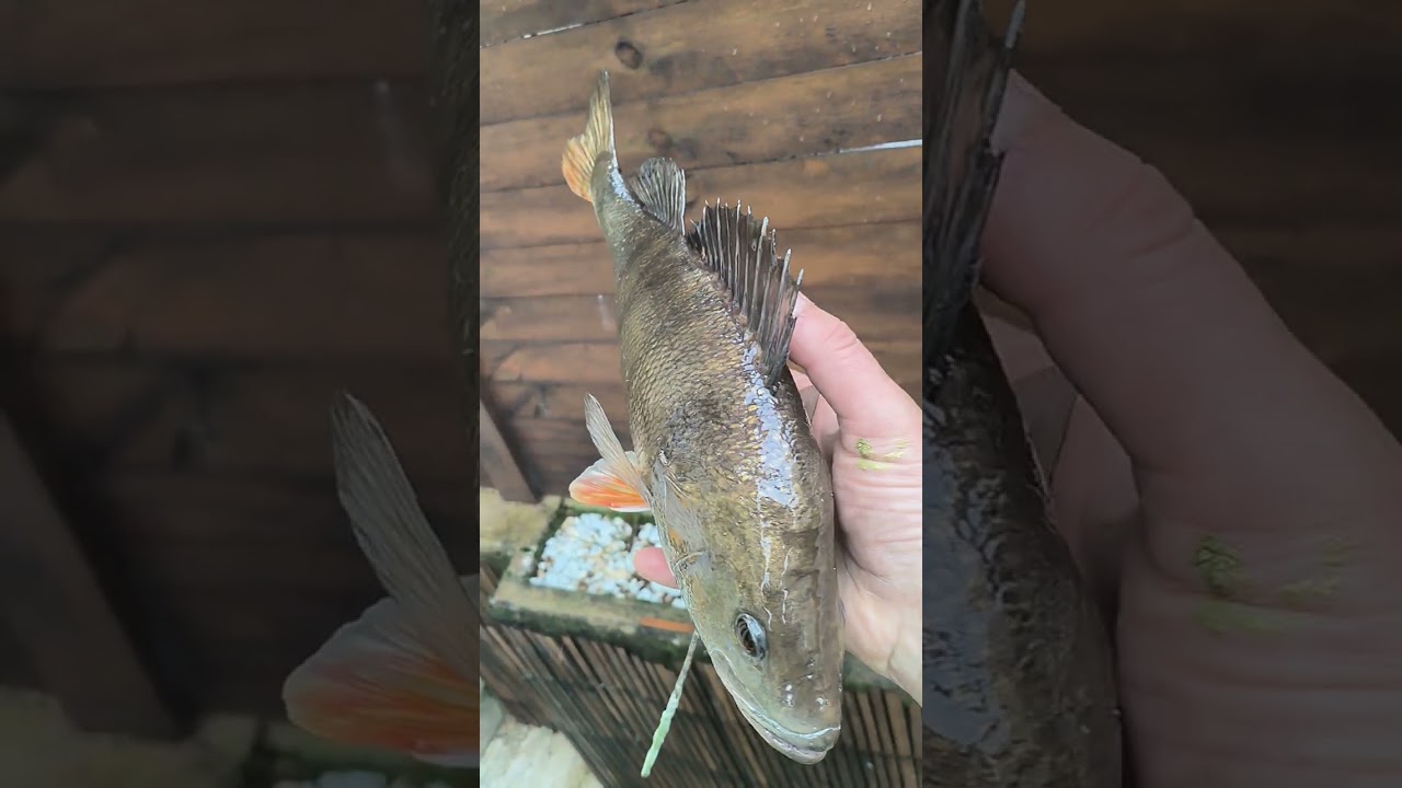 Perch 38 cm Naturalise-  skin mount 