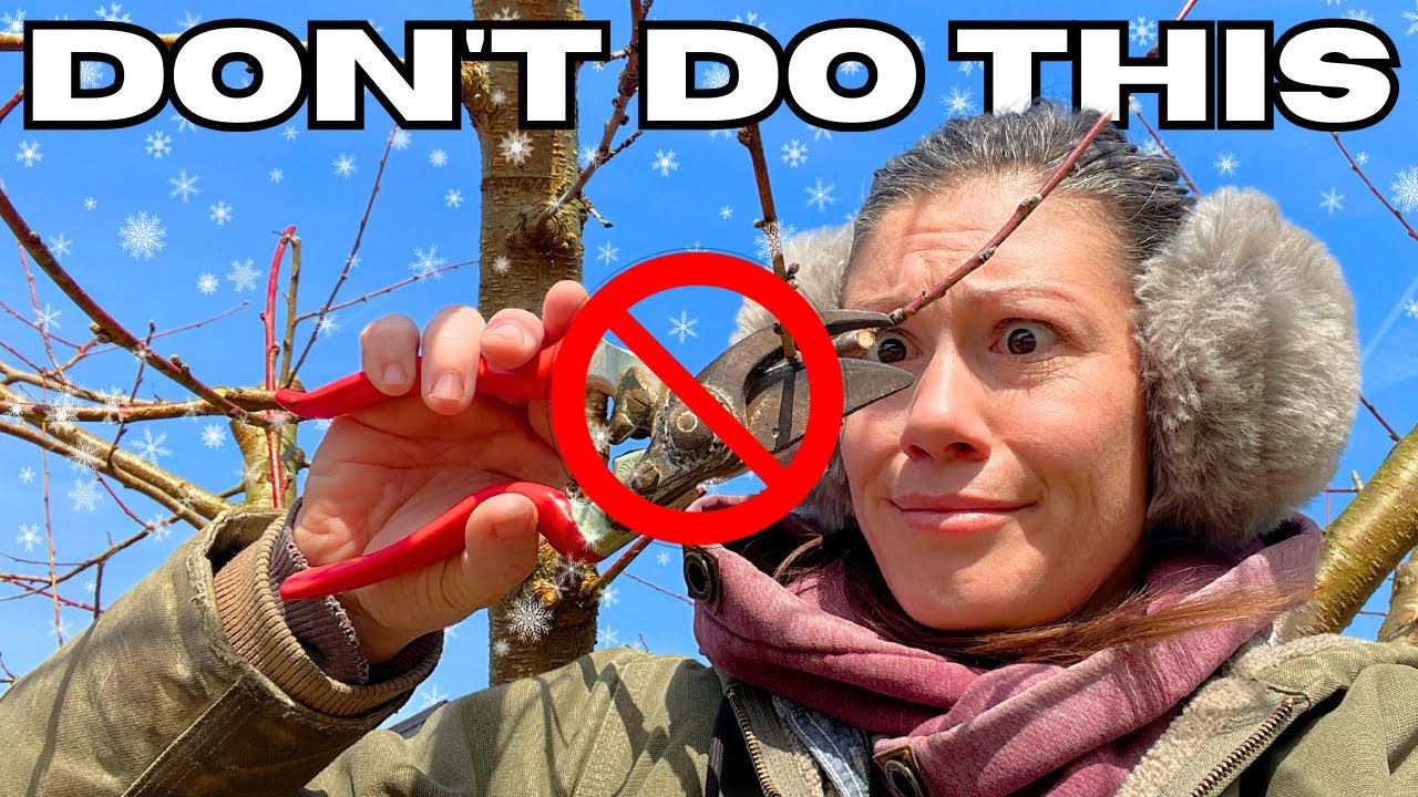 You're (Probably) Killing Your Fruit Trees | Winter Pruning