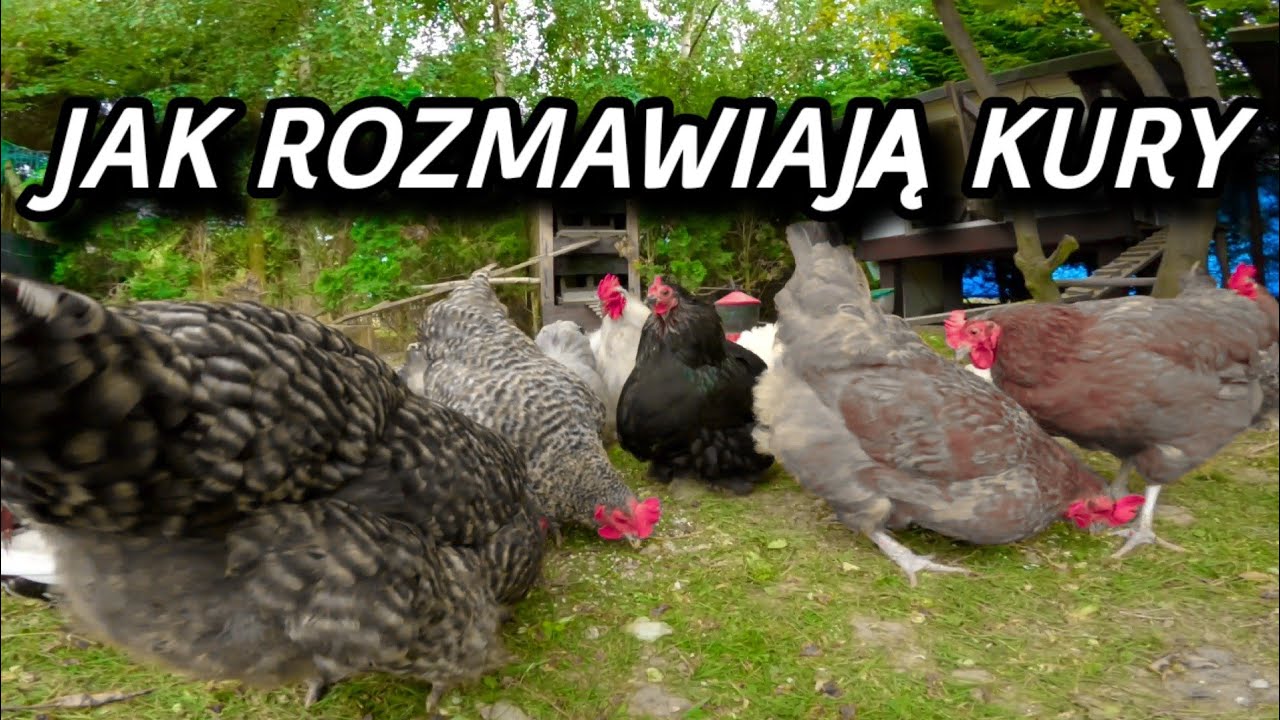 #chicken 🐤🐓🐤 Jak rozmawiają kury czyli komunikacja w kurzym świecie.